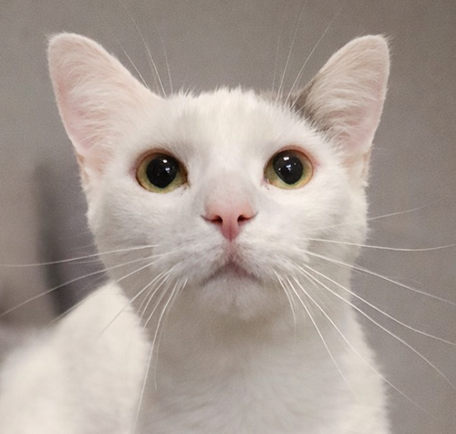 Elmyra, Adult Domestic Short Hair / Mixed (short coat), cat for adoption in Warren, Ohio