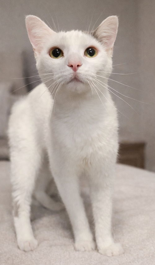 Elmyra, an adoptable Domestic Short Hair in Cuyahoga Falls, OH