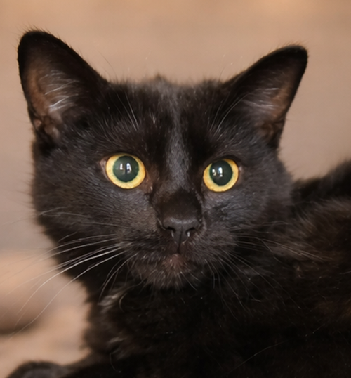 Kitten Kane, Young Domestic Short Hair / Mixed (short coat), cat for adoption in Warren, Ohio