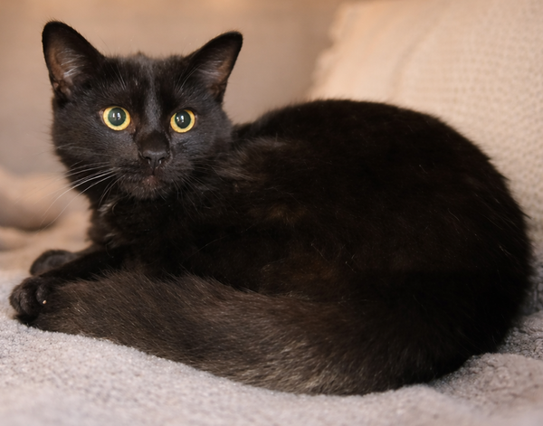 Kitten Kane