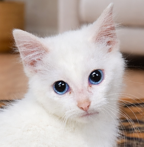 Kitten Integrity, Young Domestic Short Hair / Mixed (short coat), cat for adoption in Warren, Ohio