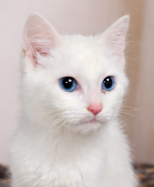 Kitten Artemis, Young Domestic Short Hair / Mixed (short coat), cat for adoption in Warren, Ohio