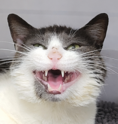 Guadalupe, Adult Domestic Short Hair / Mixed (short coat), cat for adoption in Warren, Ohio