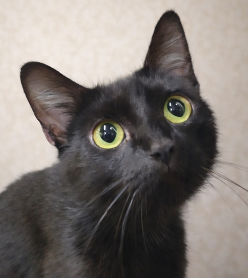 Sahara, Adult Domestic Short Hair / Mixed (short coat), cat for adoption in Warren, Ohio