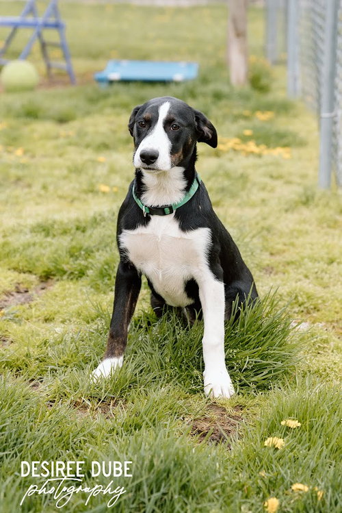 Olivia Puppy, an adoptable Australian Shepherd in Cuyahoga Falls, OH