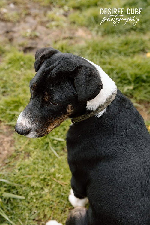 Jacob Puppy, an adoptable Australian Shepherd in Cuyahoga Falls, OH