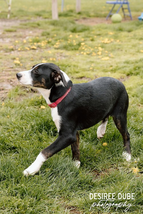 Jason Puppy, an adoptable Australian Shepherd in Cuyahoga Falls, OH