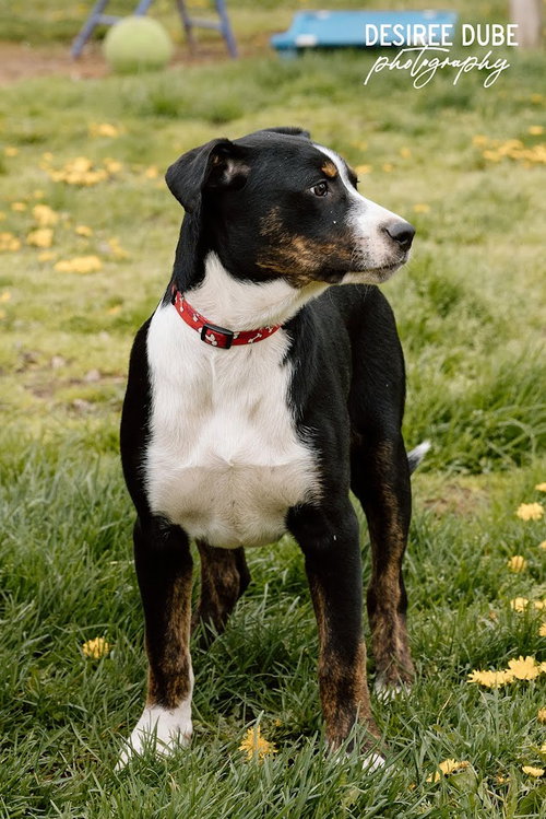 Joshua Puppy, an adoptable Australian Shepherd in Cuyahoga Falls, OH