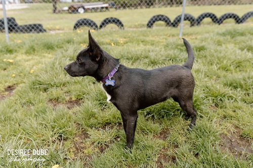 Morning Puppy, an adoptable Chihuahua in Cuyahoga Falls, OH