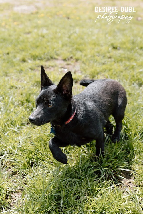 Glory Puppy, an adoptable Chihuahua in Cuyahoga Falls, OH