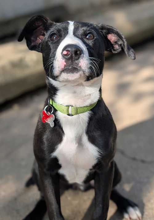 Puppy Mint, an adoptable Terrier in Cuyahoga Falls, OH