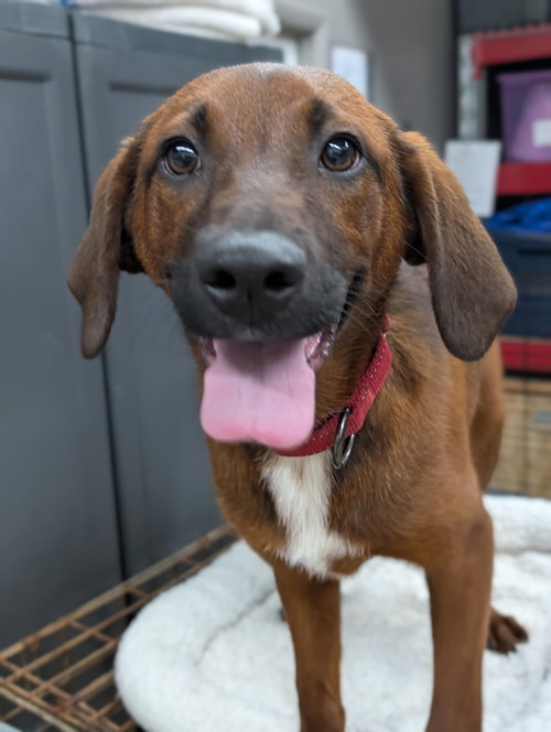 Puppy Ann, an adoptable Rhodesian Ridgeback in Cuyahoga Falls, OH