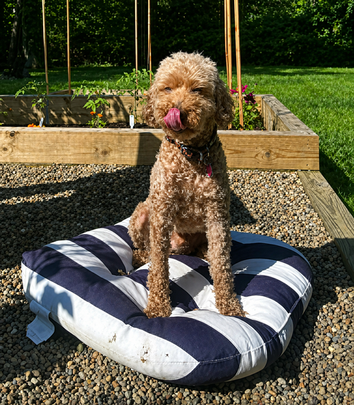 Geppetto/pending adoption, an adoptable Poodle in Cuyahoga Falls, OH