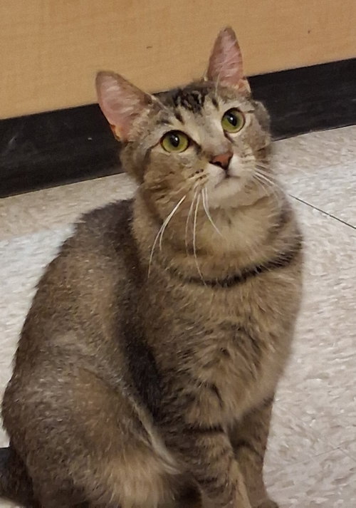 Wanda Wiggles @ Medina Petsmart, an adoptable Domestic Short Hair in Cuyahoga Falls, OH