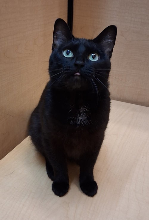 Birdo @Medina Petsmart (video), an adoptable Domestic Short Hair in Cuyahoga Falls, OH