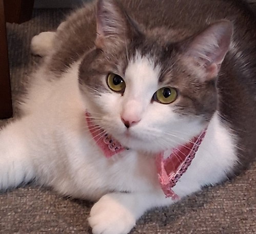 Peggy Peaches (Has video!), an adoptable Domestic Short Hair in Cuyahoga Falls, OH