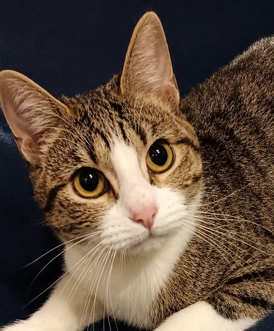 Kitten Tigger - Domestic Short Hair