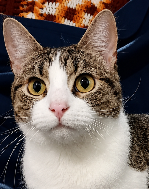 Kitten Stripes, an adoptable Domestic Short Hair in Cuyahoga Falls, OH
