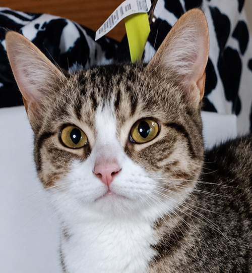 Kitten Eenie, an adoptable Domestic Short Hair in Cuyahoga Falls, OH