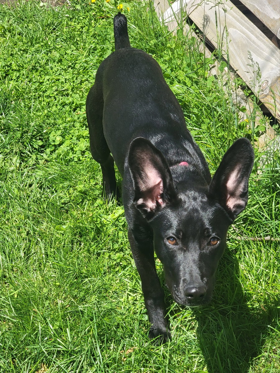 Angie Puppy (Video)