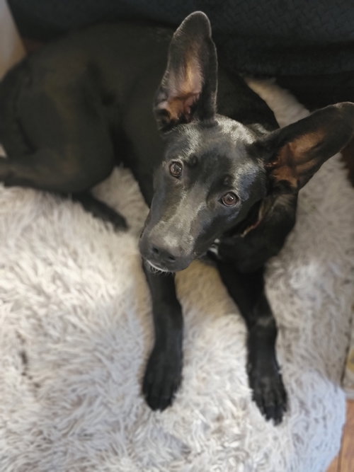 Angie Puppy (Video), an adoptable Labrador Retriever in Cuyahoga Falls, OH