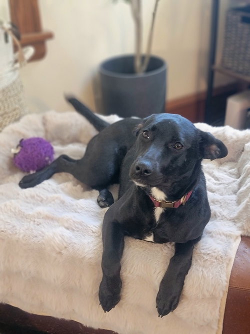 Angie (Video), an adoptable Labrador Retriever in Cuyahoga Falls, OH