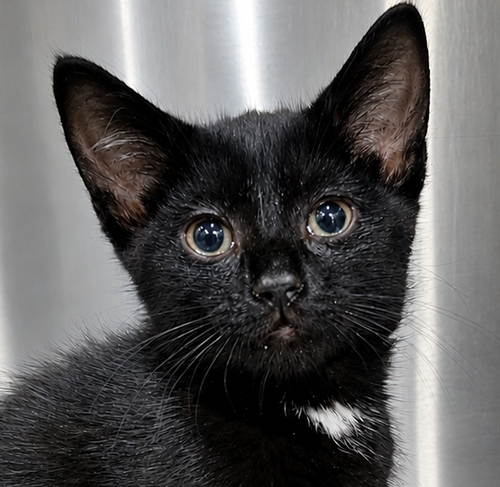 Kitten Needoh, an adoptable Domestic Short Hair in Cuyahoga Falls, OH