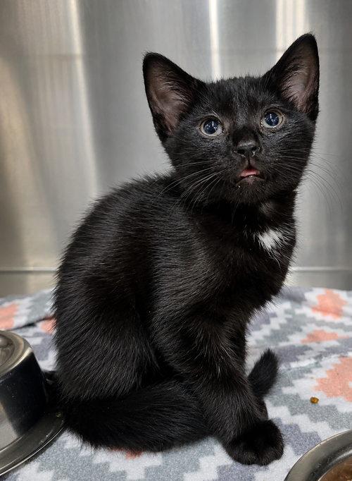 Kitten Needoh, an adoptable Domestic Short Hair in Cuyahoga Falls, OH