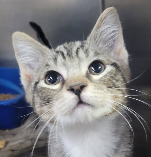 Kitten Fieri, an adoptable Domestic Short Hair in Cuyahoga Falls, OH