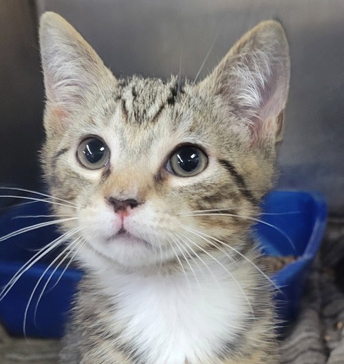 Kitten Chef, an adoptable Domestic Short Hair in Cuyahoga Falls, OH