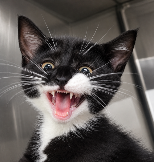Kitten Bowtie, an adoptable Domestic Short Hair in Cuyahoga Falls, OH