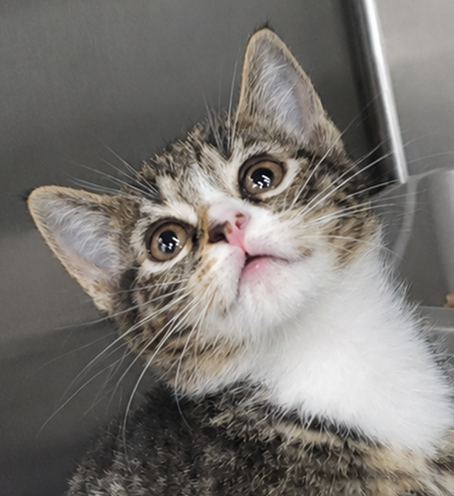 Kitten Bolo, an adoptable Tabby in Cuyahoga Falls, OH