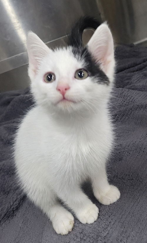 Kitten Dizzy, an adoptable Domestic Short Hair in Cuyahoga Falls, OH