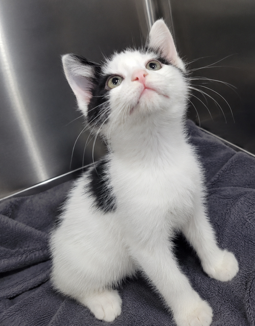 Kitten Buster, an adoptable Domestic Short Hair in Cuyahoga Falls, OH