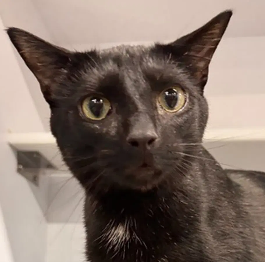 Snapper - Domestic Short Hair