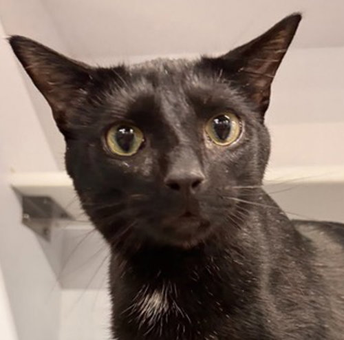 Snapper, an adoptable Domestic Short Hair in Cuyahoga Falls, OH