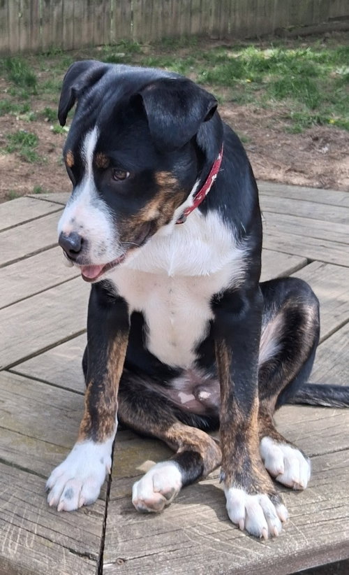 Baby Joshua, an adoptable Australian Shepherd in Cuyahoga Falls, OH