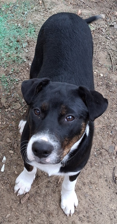 Baby Jacob, an adoptable Australian Shepherd in Cuyahoga Falls, OH