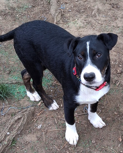 Baby Joseph, an adoptable Australian Shepherd in Cuyahoga Falls, OH