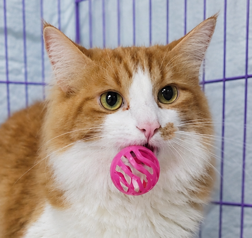 Flounder, an adoptable Domestic Long Hair in Cuyahoga Falls, OH