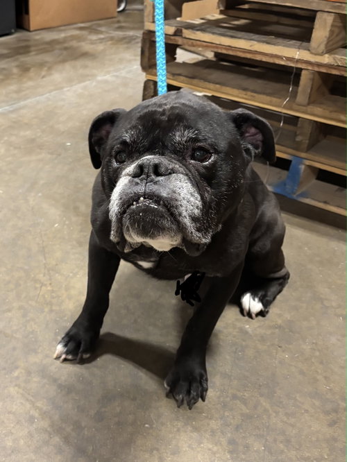 Courtesy post * Randall*, an adoptable Bulldog in Cuyahoga Falls, OH