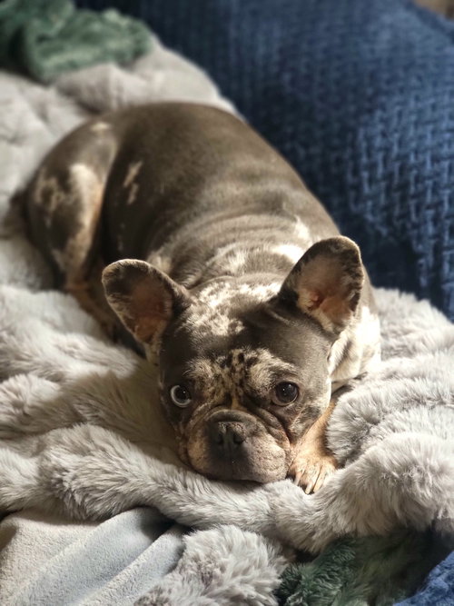 Greta Garbo, an adoptable French Bulldog in Cuyahoga Falls, OH