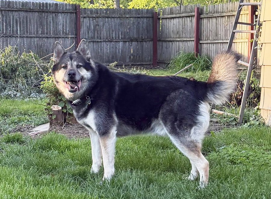 **COURTESY POST** Bonded Pair Lala and Moses
