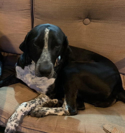 Bella, an adoptable German Shorthaired Pointer in Cuyahoga Falls, OH
