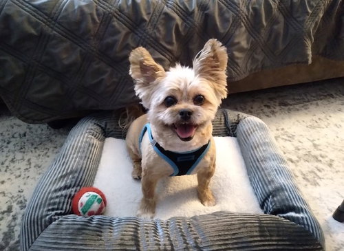 Frankie, an adoptable Yorkshire Terrier Yorkie in Cuyahoga Falls, OH