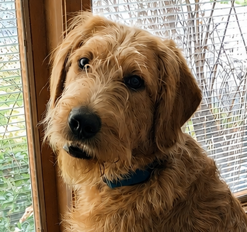 Ozzy Labradoodle, an adoptable Labrador Retriever in Cuyahoga Falls, OH