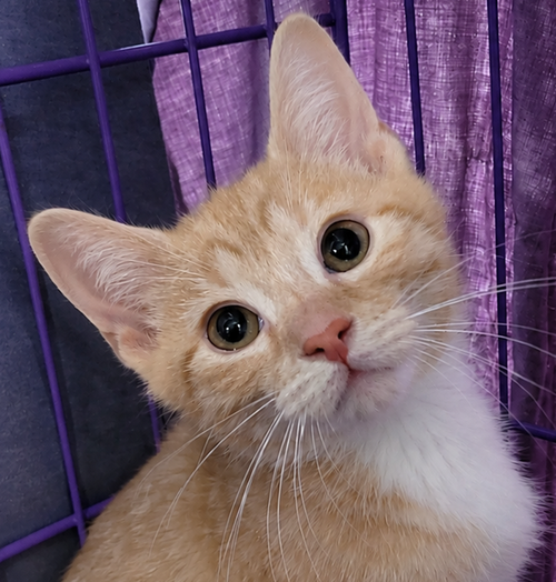 Kitten Jerkey