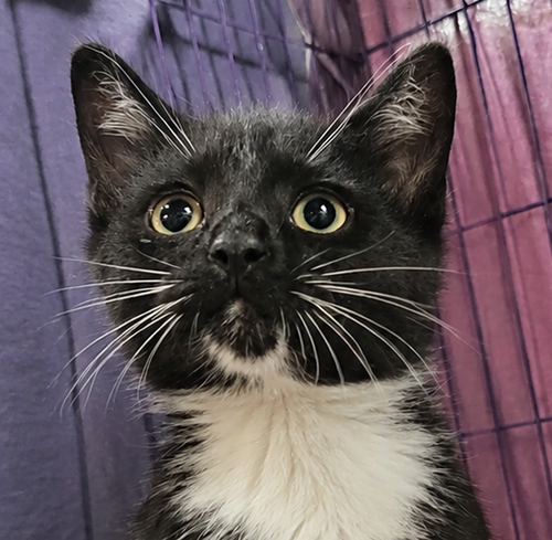 Kitten Slim Jim