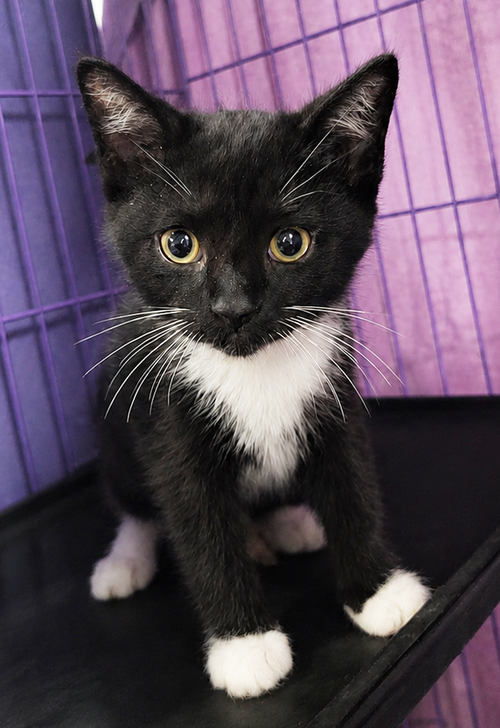 Kitten Slim Jim, Baby Domestic Short Hair / Mixed (short coat), cat for adoption in Akron, Ohio