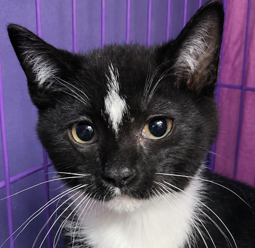 Kitten Kirkland, an adoptable Domestic Short Hair in Cuyahoga Falls, OH